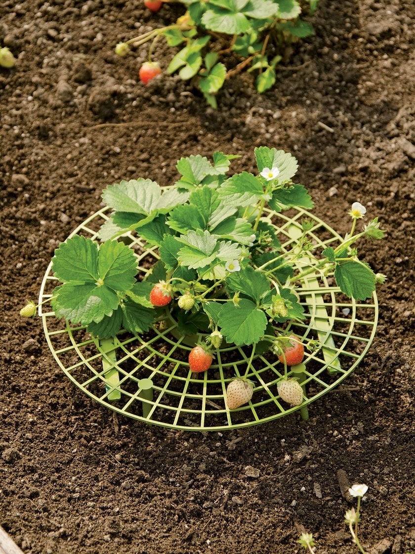 7Penn Strawberry Plant Support Tray 10Pk Garden Plant Holder Elevating Trays 