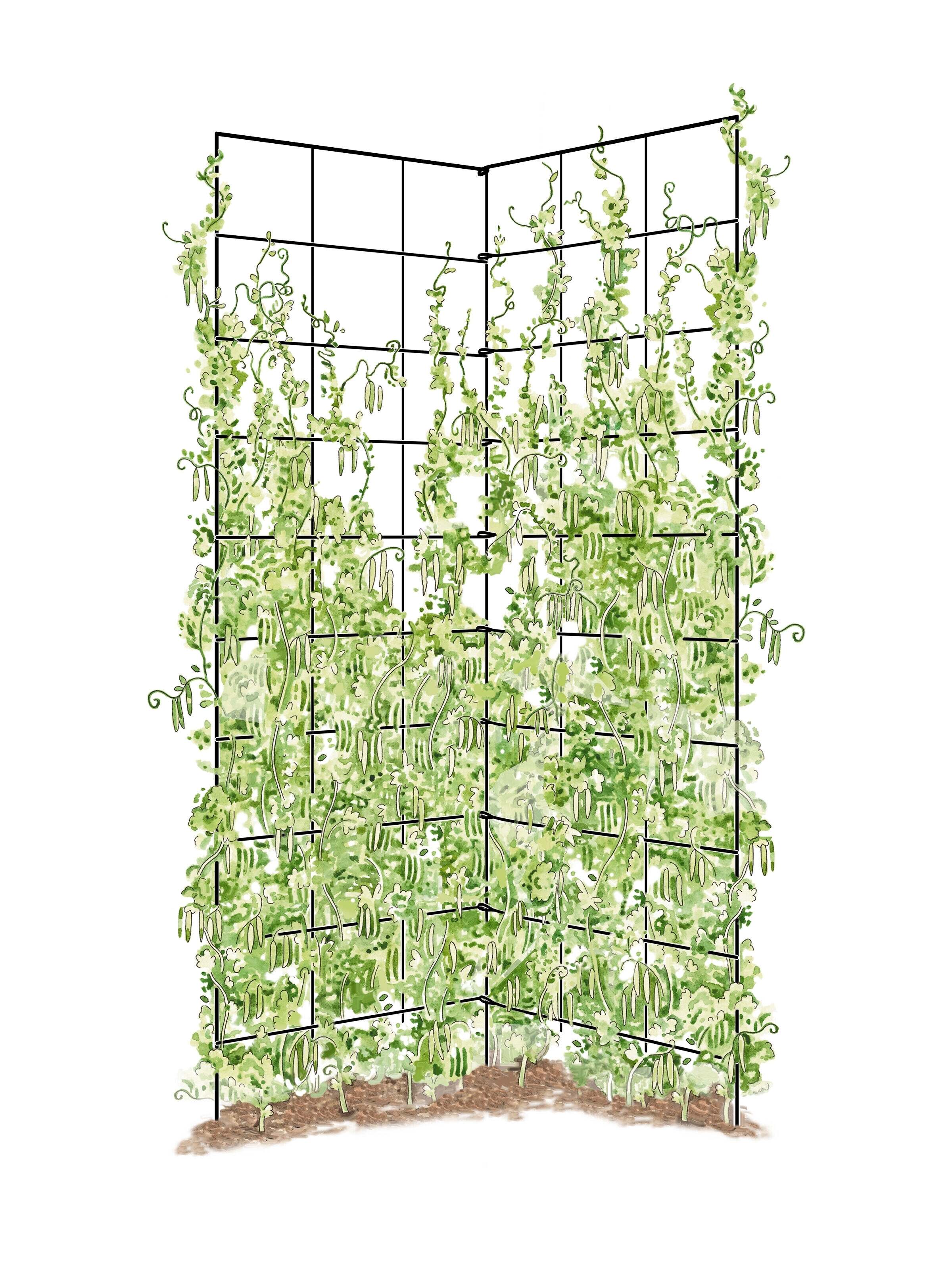 Two-Panel Trellis for Vegetables and Flowers