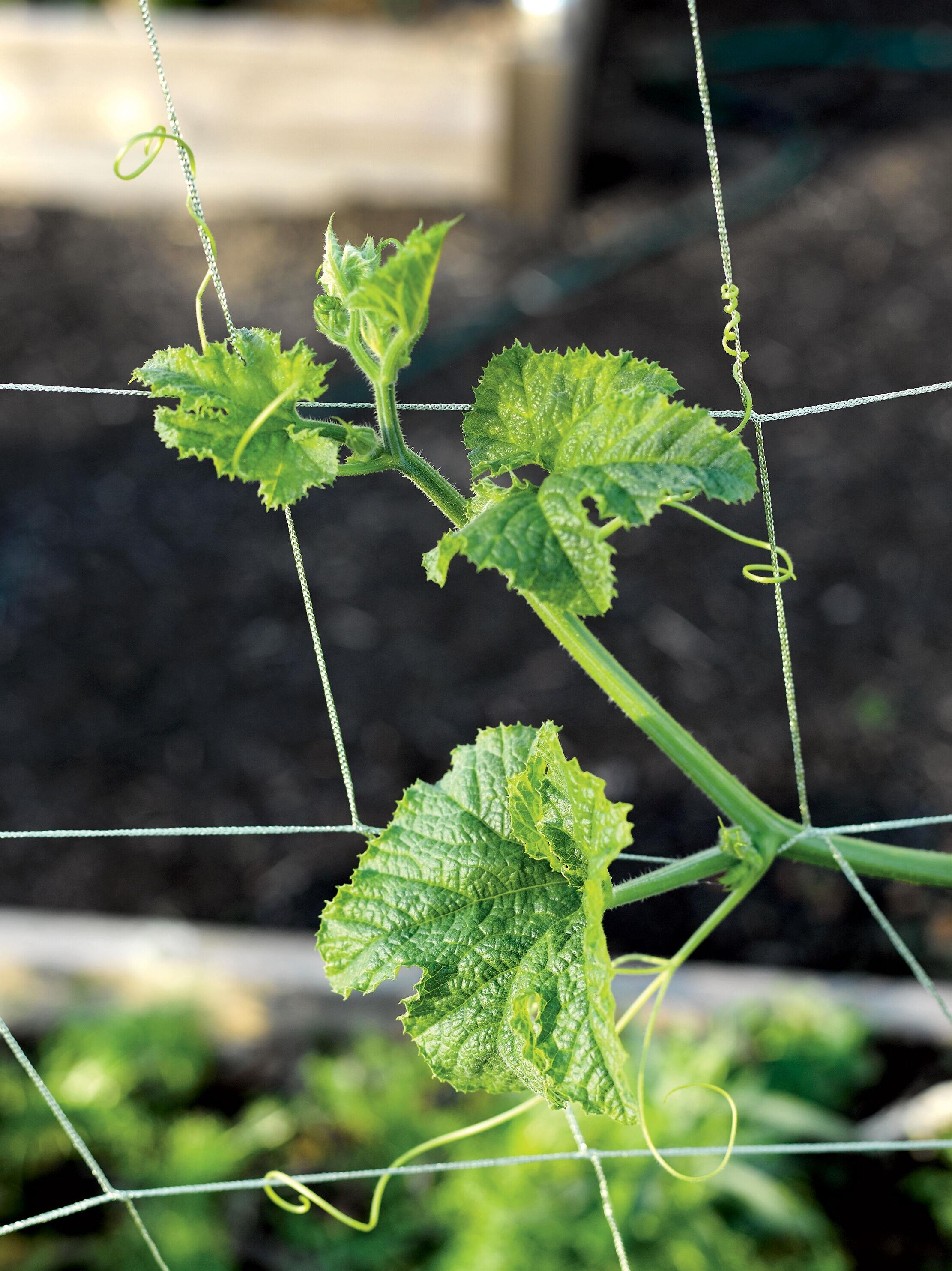 Plant Vine Tomato Mesh Trellis Netting Support Climbing Netting Strong Durable 