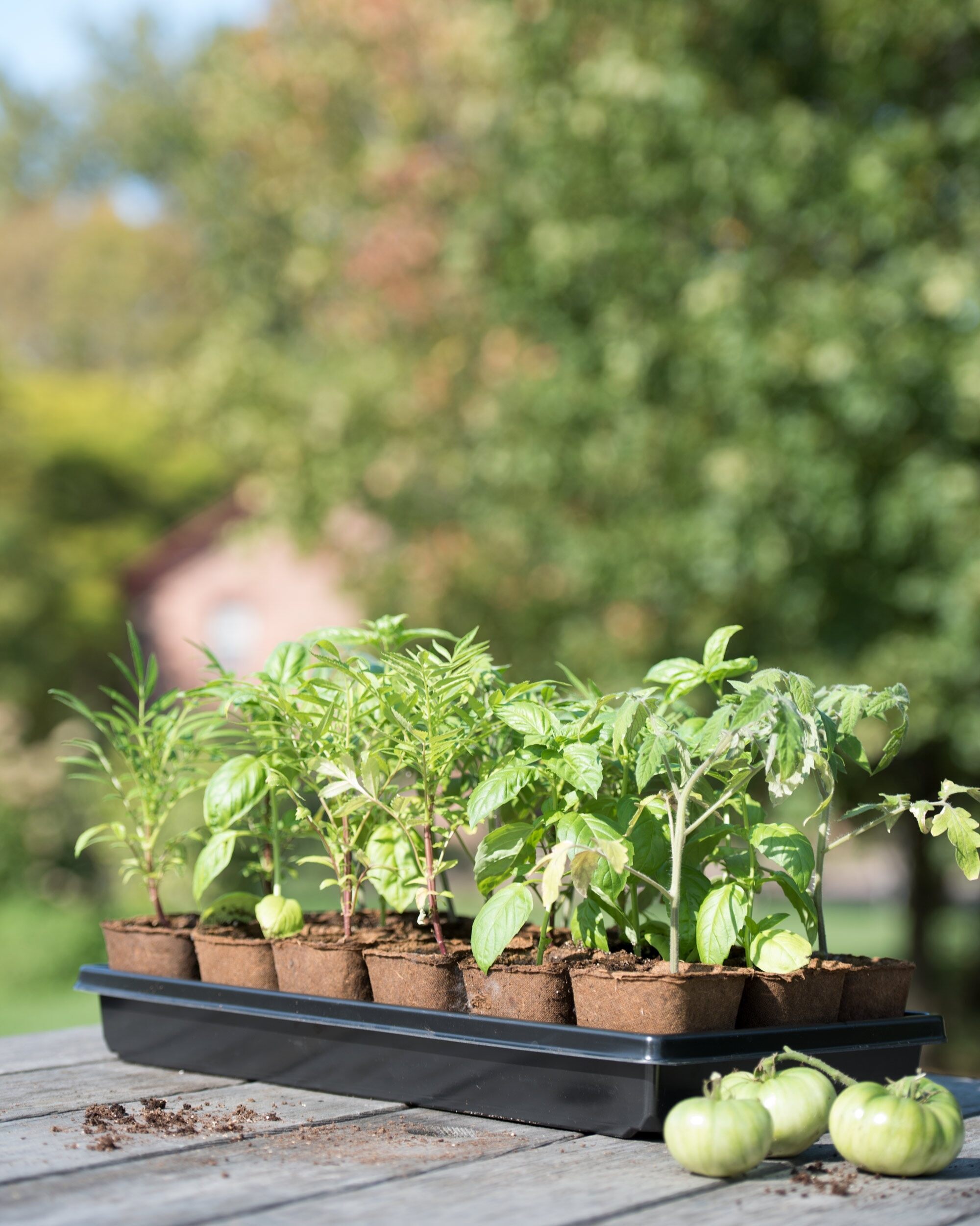 Biodegradable Seedling Starter Trays Garden Organic Seed Germination Pots 