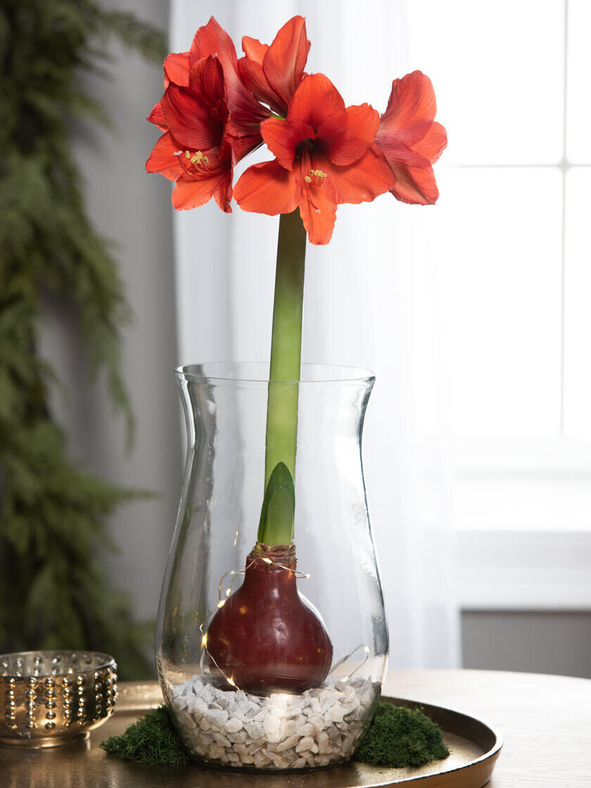 How To Grow Waxed Amaryllis Easy Care Waxed Amaryllis in Hurricane Vase | Gardener's Supply