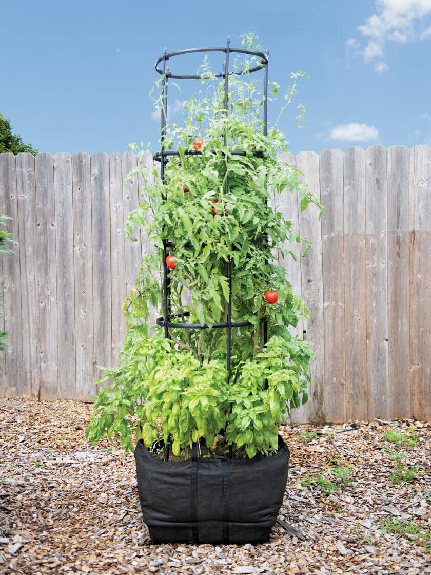 master I found it Contraction Titan Tomato Self-Watering Grow Bag & Trellis | Gardeners.com