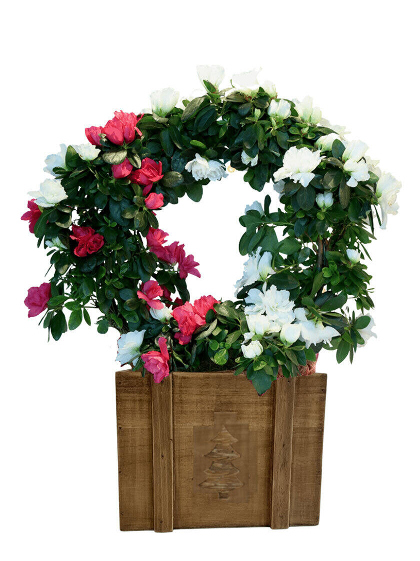 Merry & Bright Red Azalea Wreath