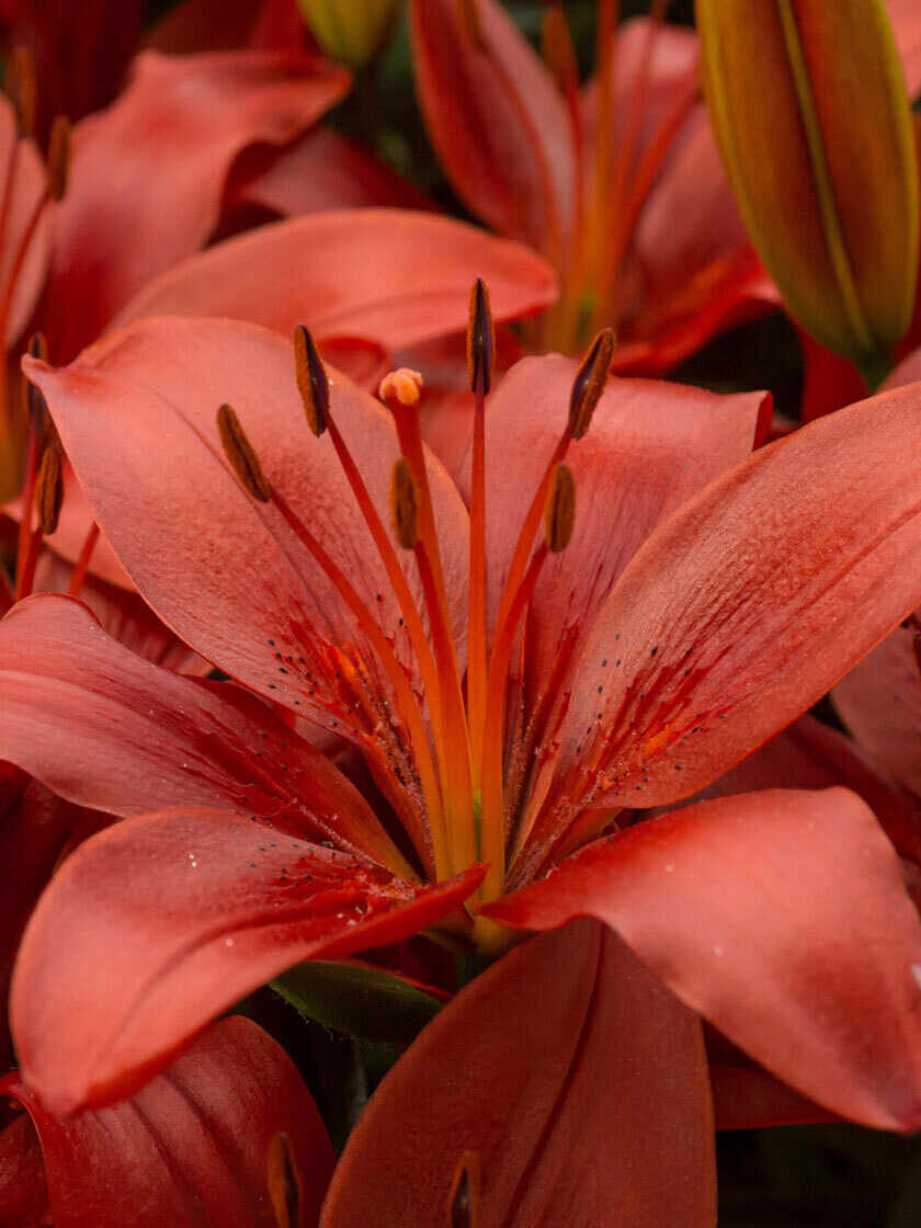 Indoor Grow Kit Urban Botanic Housewarming Idea Orange Calla Lily Spring Gift 