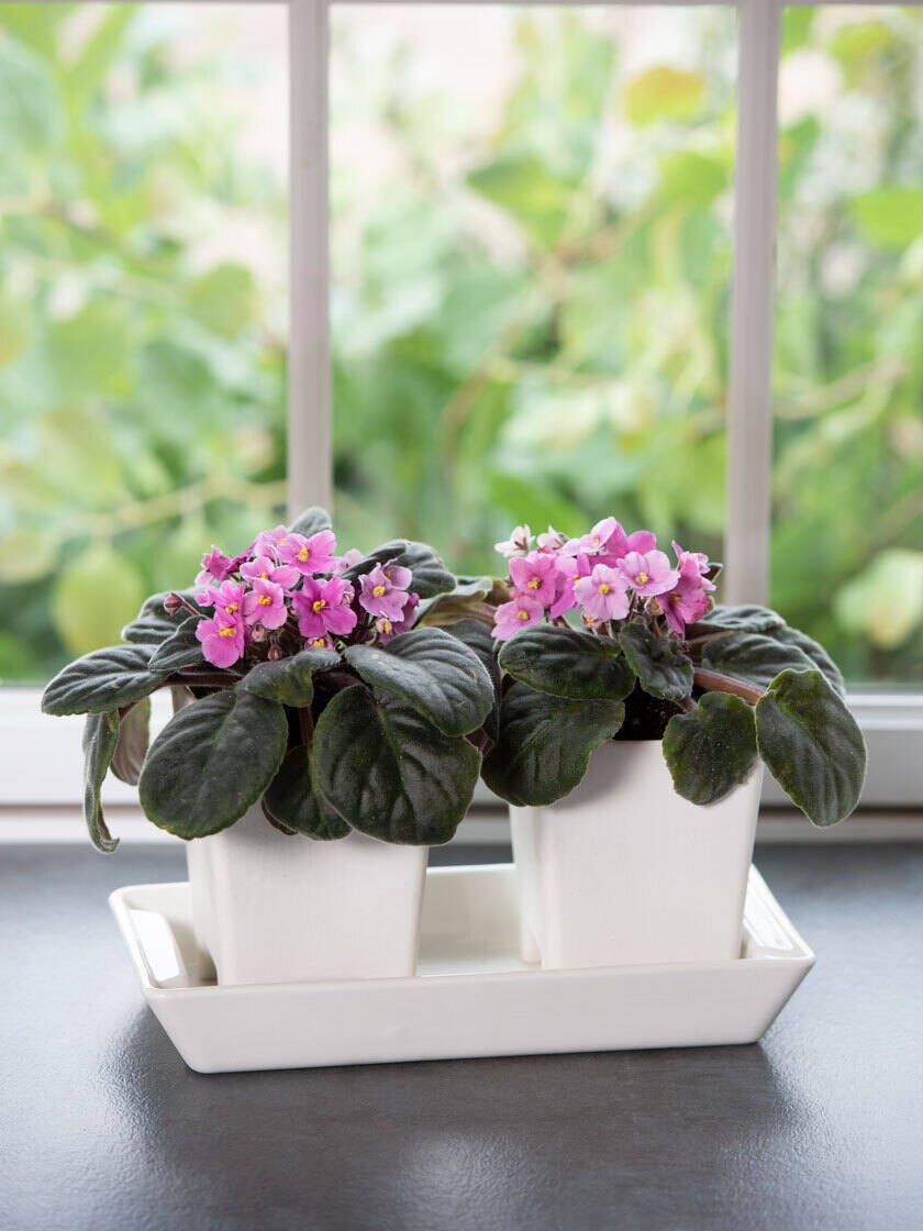 Assorted Colors IN BLOOM House plant in 4 Pots 2 African Violet Live Plants