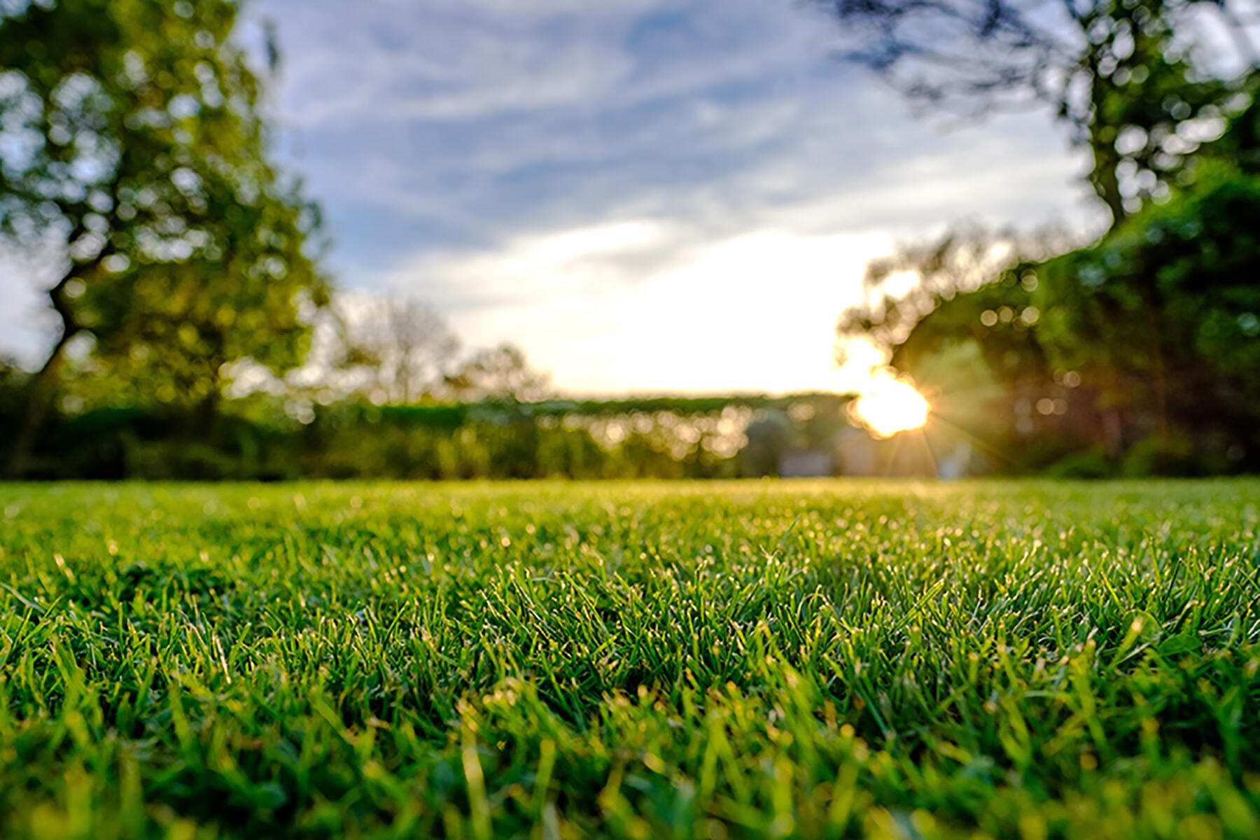all natural lawn care