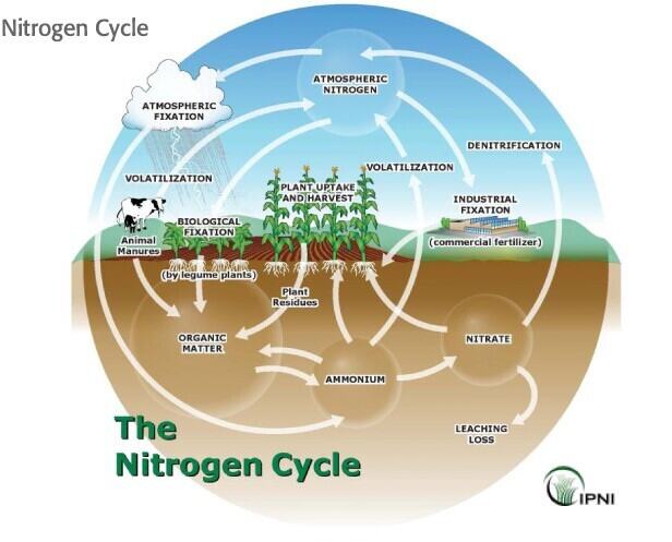 Nitrogen Cycling in Agriculture | Cooperative Extension | University of  Delaware