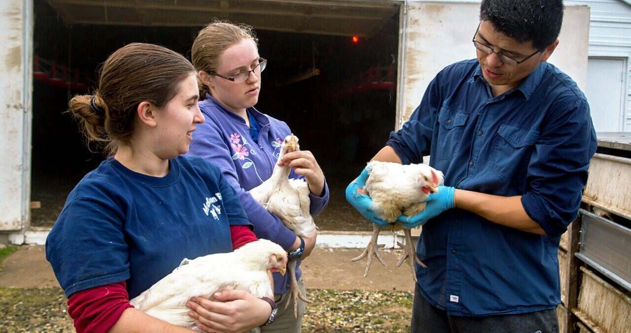 Animal and Food Sciences | Graduate Programs | University of Delaware