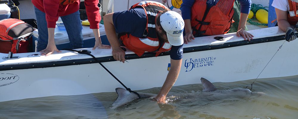 Marine Biosciences | College of Earth, Ocean & Environment | University of  Delaware