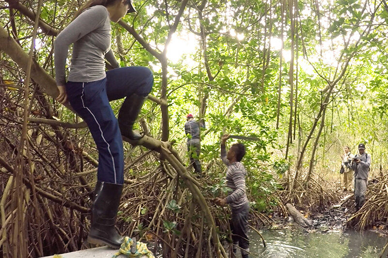 caring-for-mangroves