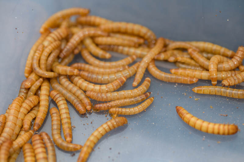 Microbes in the yellow mealworm’s gut microbiome are experts at breaking down plastics. UD researchers Kevin Solomon and Mark Blenner are exploring which microbes show up to do the job and how they do the work, in order to find new biological ways to upcycle plastic.