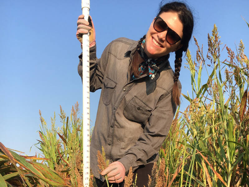 Ashley Hostetler, a postdoctoral research scientist in the UD Sparks Lab, quantifies the height of mature sorghum plants. 