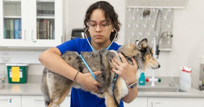 A vision for veterinary medicine | UDaily