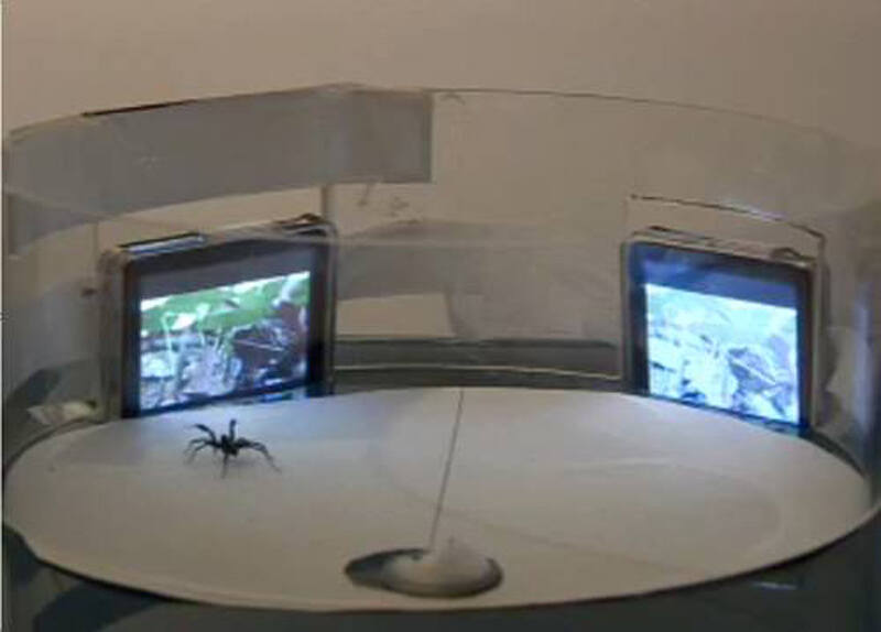 Arachnologist George Uetz pioneered the use of video technology to display two male spiders at once, digging deeper on the question of mate selection and multimodal communication in wolf spiders. 