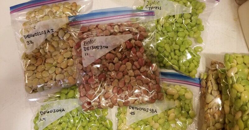 Lima bean samples are used for sensory evaluations.