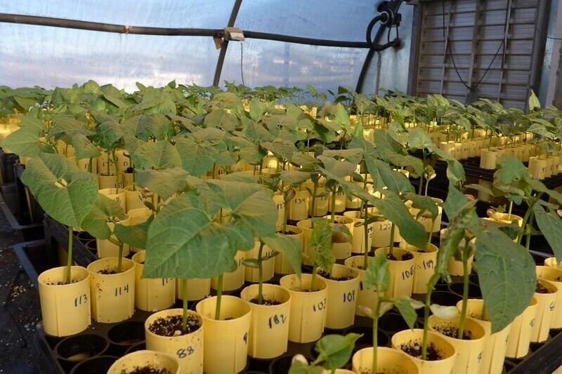 These lima populations are being grown to produce seeds for future genetics research. Each plant will produce a few seeds when grown in the containers. It is a space-efficient way to get a few seeds from each of many individual genetically distinct plants.