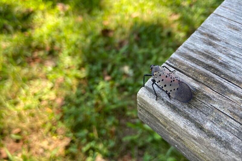 The spotted lanternfly is a prolific invasive insect reviled for the destruction it causes to fruit trees and native hardwood trees. First found in Pennsylvania in 2014, the pest has since spread to more than 100 counties across 10 states. A new study finds that this spread is largely attributed to human-mediated dispersal via transportation.
