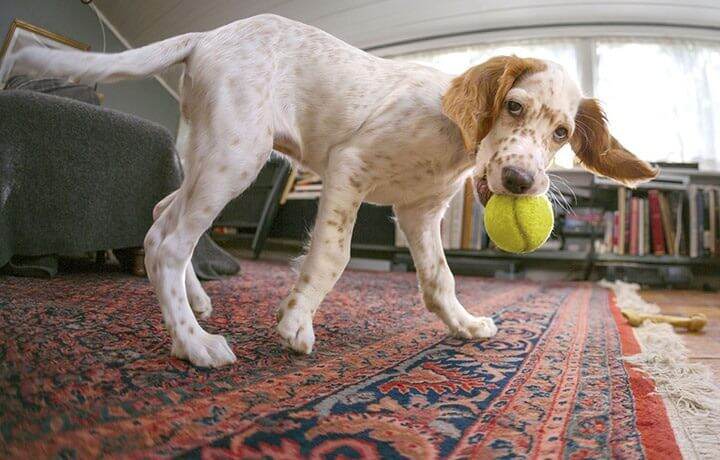 Dog playing with a tennis ball on an oriental rug in a living room.
