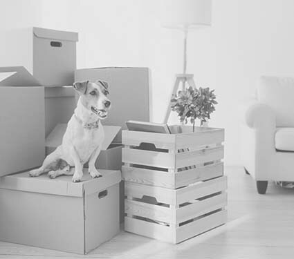 Dog next to moving boxes in clean home