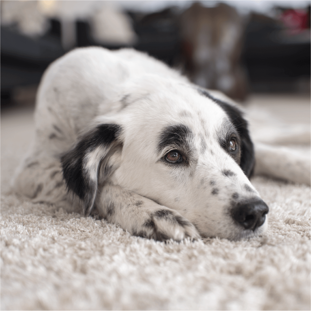 Dog lying on clean carpet