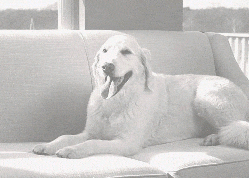White dog laying on a couch. 