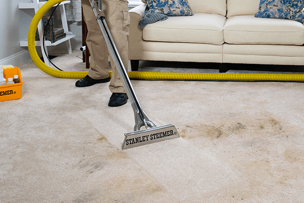 Stanley Steemer deep cleaning light colored carpet with dark stain