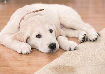 Puppy laying next to a rug that it peed on. 