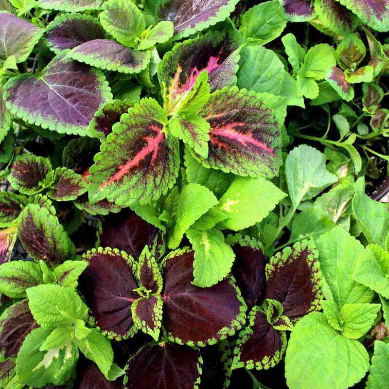Coleus Blumei /'Improved Rainbow Mix/' Approx 1,200 Seeds