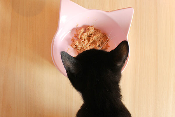 Wet Food for Kitten