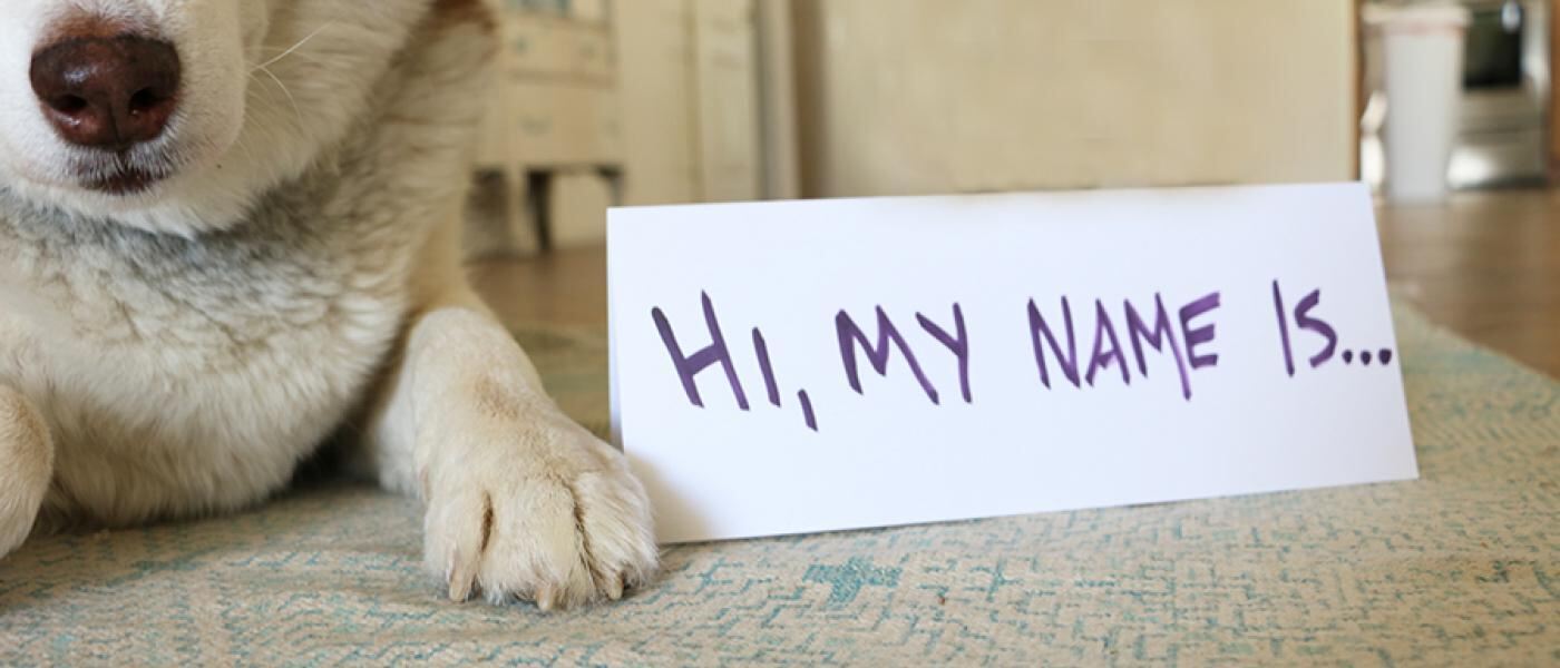 The Art of Naming Your Pet | Wellness Pet Food