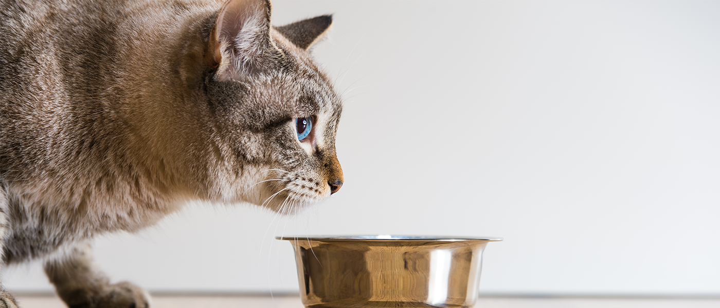 My Cat Doesn't Eat Dry Food: 6 Ways to Make Mealtime Fun