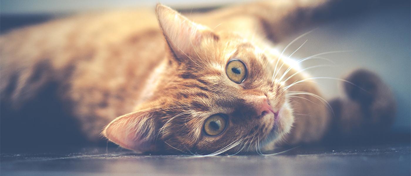 5 Facts About Ginger Cats Their Personalities Wellness Pet Food