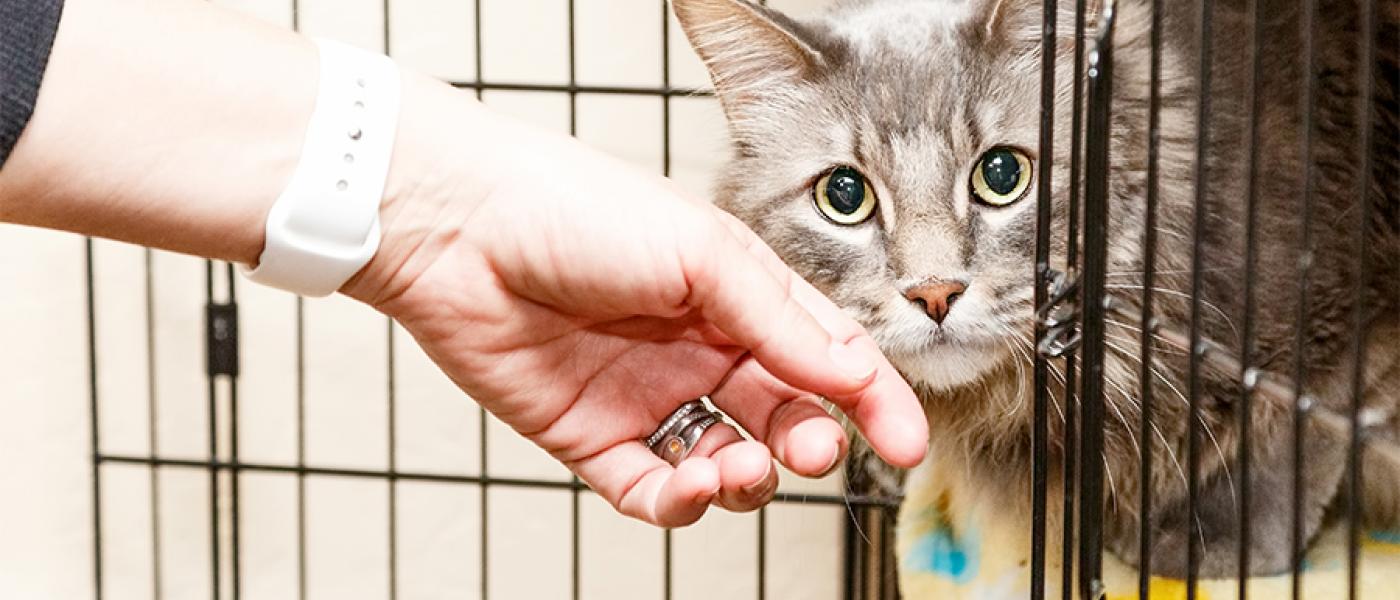 10 Steps for Choosing the Right Shelter Cat for You | Wellness Pet Food