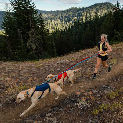 best dog lead for running