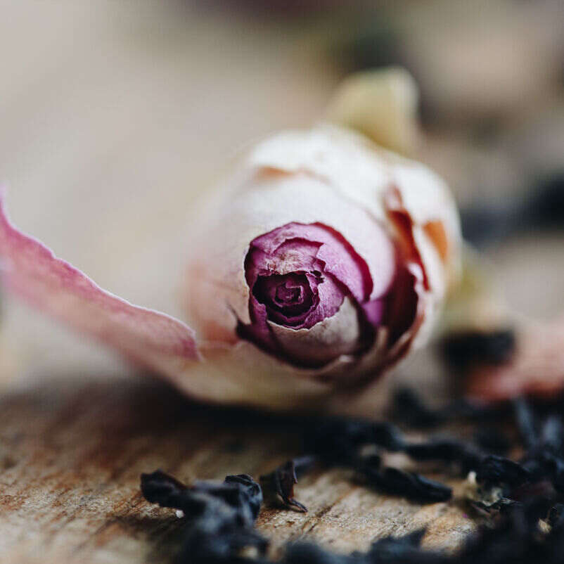 English Rose Loose Tea close up on rose bud