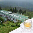 Margaret's Hope First Flush Darjeeling Loose Tea Field With Tea Cup