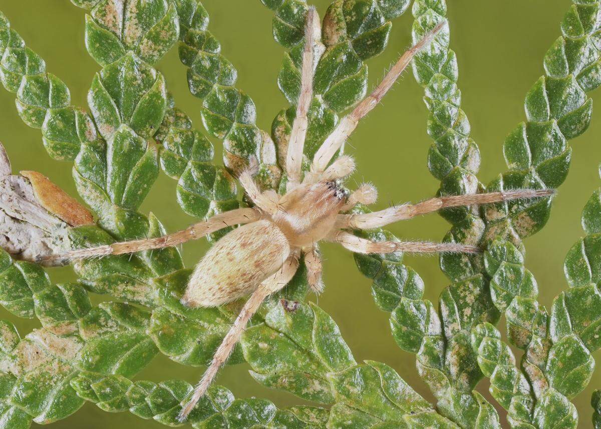 Anyphaenidae (Ghost Spiders) | The Arboretum
