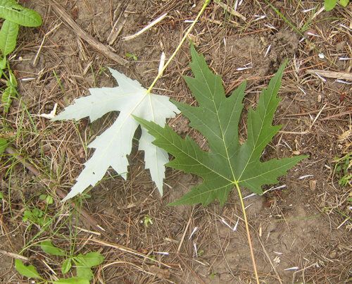 Silver Maple Acer Saccharinum The Arboretum