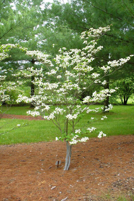 Eastern Flowering Dogwood Cornus