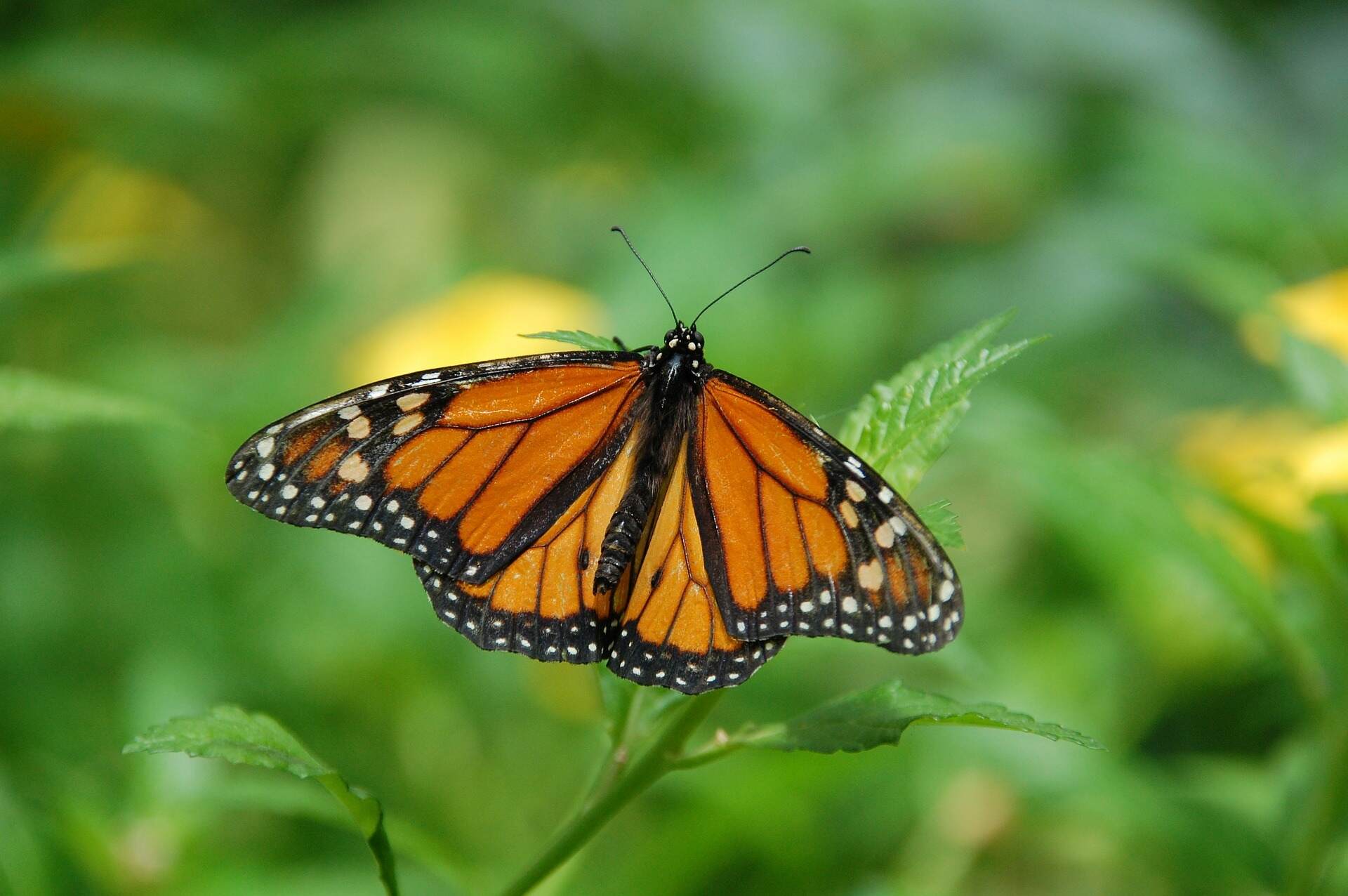 U of G Researchers Identify Monarch Butterfly Birthplaces to Help Conserve Species