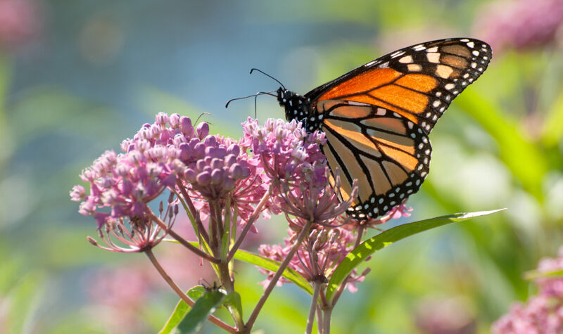Not All Milkweed Is Equal for Egg-Laying Monarchs, U of G Study Reveals - U of G News
