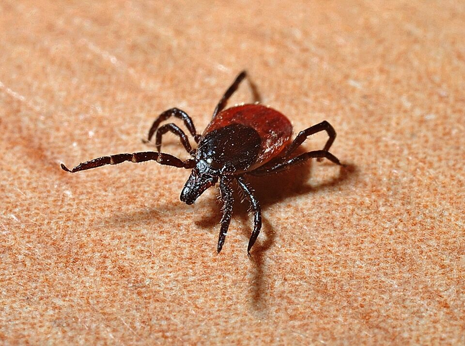 How to Avoid Lyme Disease While Ticks Are Hungry in Fall - U of G News