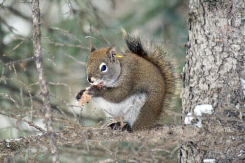 This is a red squirrel eating a cone