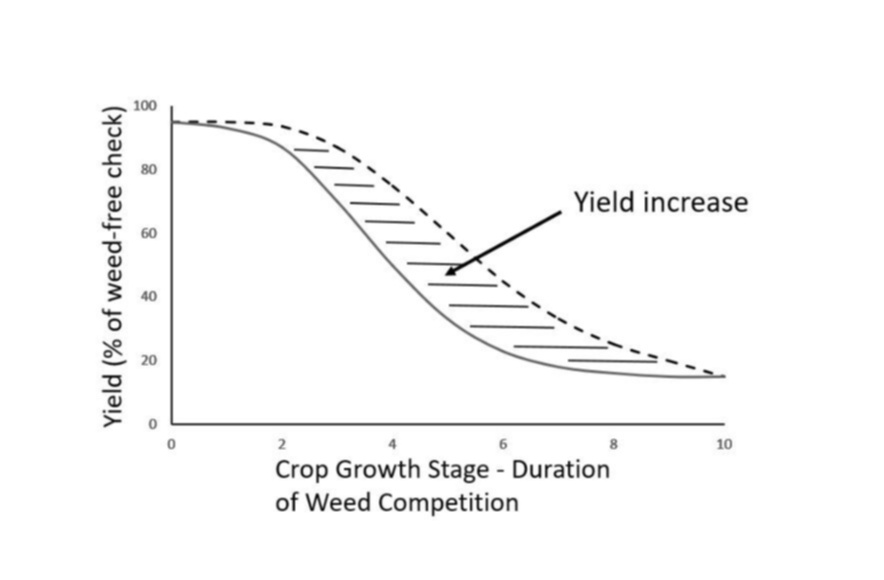 A black and white graph displaying the yield curve of crops in the presence of weeds. The y axis is labelled "Yield (% of weed-free check)" and the numbers go up in by 20, starting at zero and ending at 100. The x axis is labelled "Crop Growth Stage - Duration" and the numbers begin at zero and go up to 10, by twos. The graph shows two curves, one is straight and is the curve as currently understood. The second, is dotted and is a projected curve. In between both curves are dashed vertical lines. An arrow points to this section with the words "Yield increase".