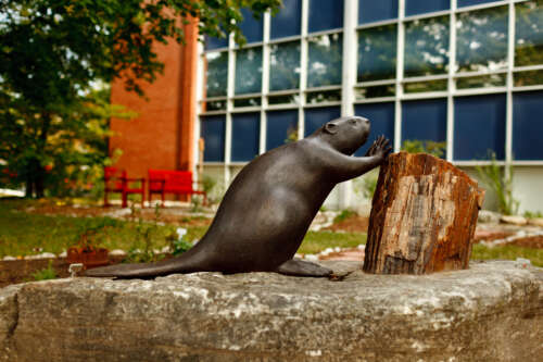 A statue of a beaver pushing its hands against a stump in front of the Indigenous Student Centre