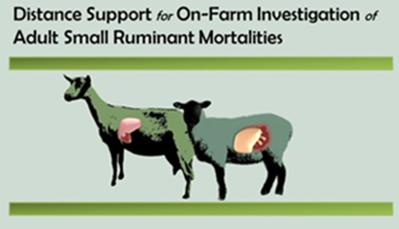 Adult small ruminant mortality project | Animal Health Laboratory