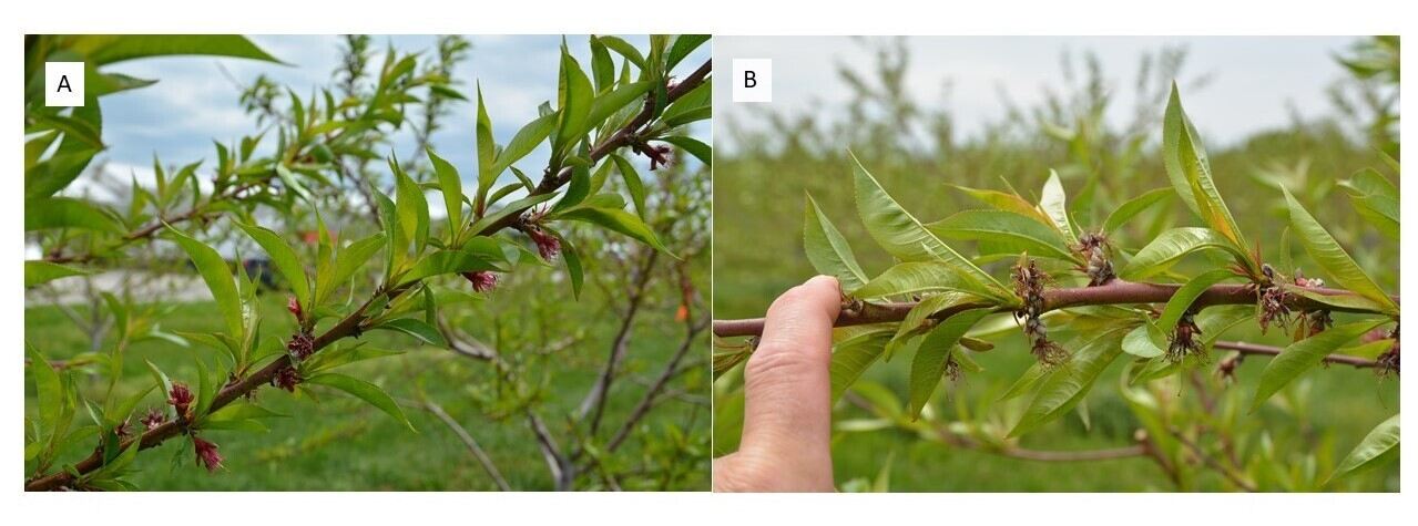 Control peach trees compared to those treated with 1-ACC