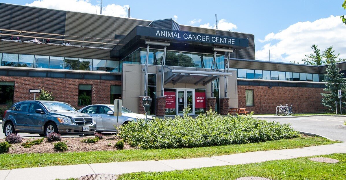 OVC Mona Campbell Centre for Animal Cancer | University of Guelph