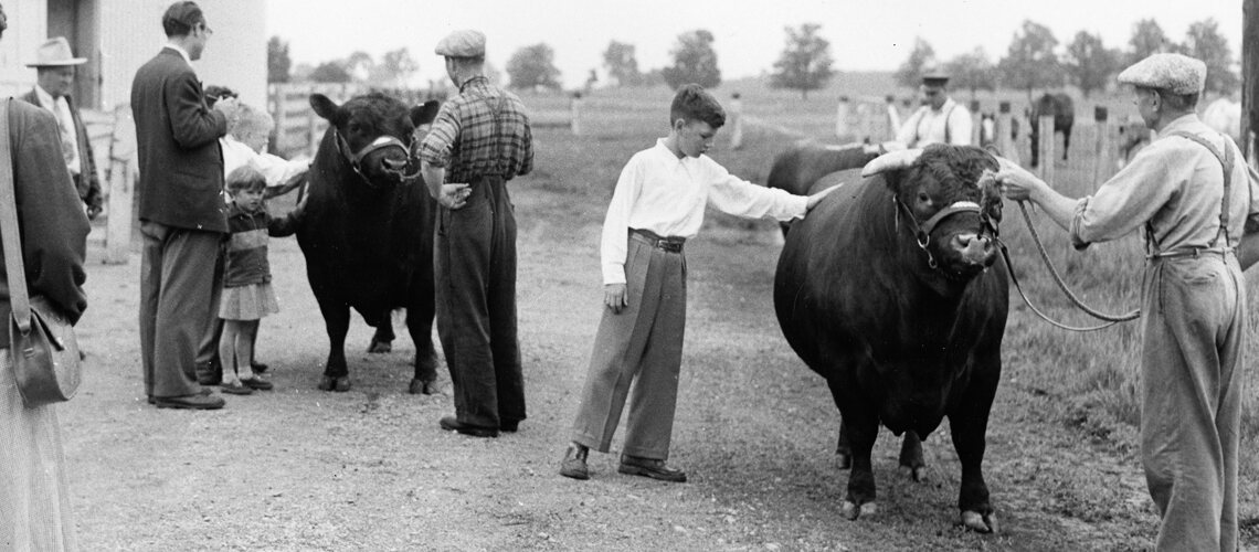 Black and white photo of children petting beef cattle being led by instructors