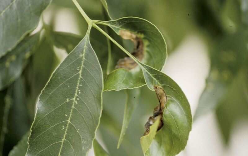 Spots On Ash Tree Leaves
